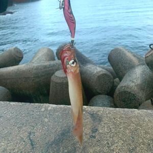 佐波港ではヤリイカも釣れます。