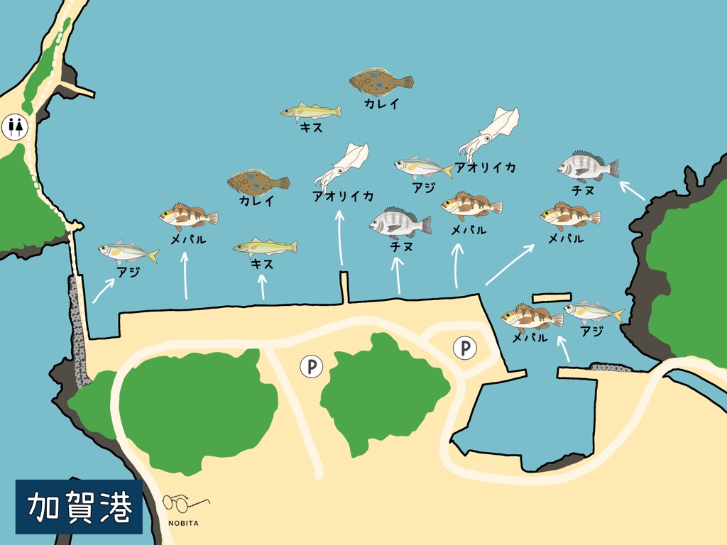 加賀港で釣れる魚を紹介しています